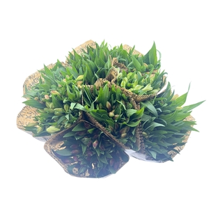 BQ Mono Alstro 10 stems mix