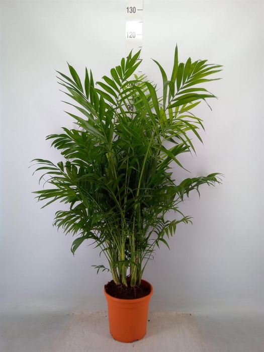<h4>Chamaedorea elegans</h4>