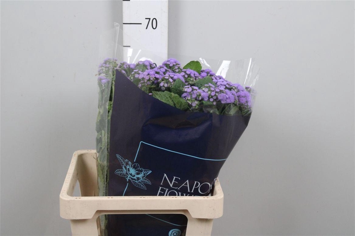 <h4>Ager H Blue Horizon</h4>