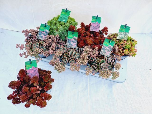 SEDUM GEM