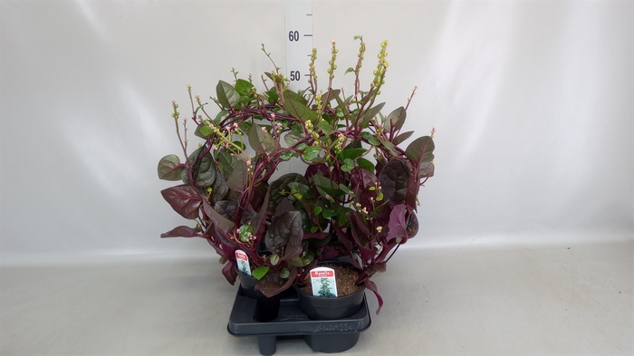 <h4>Basella alba 'Rosebud'</h4>
