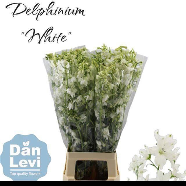 <h4>DELPH EN BE AN WHITE</h4>