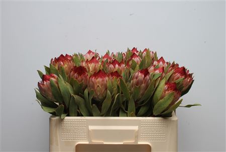 <h4>Protea Robijn</h4>