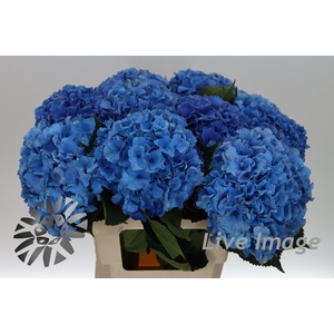 Hydrangea royal parade