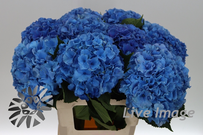 <h4>Hydrangea royal parade</h4>