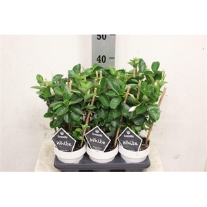 Mandevilla Sundaville White