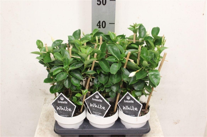 <h4>Mandevilla Sundaville White</h4>