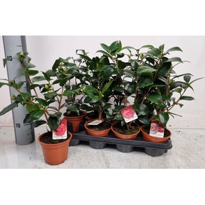CAMELLIA JAPONICA