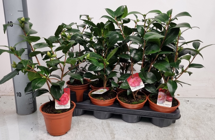 <h4>CAMELLIA JAPONICA</h4>