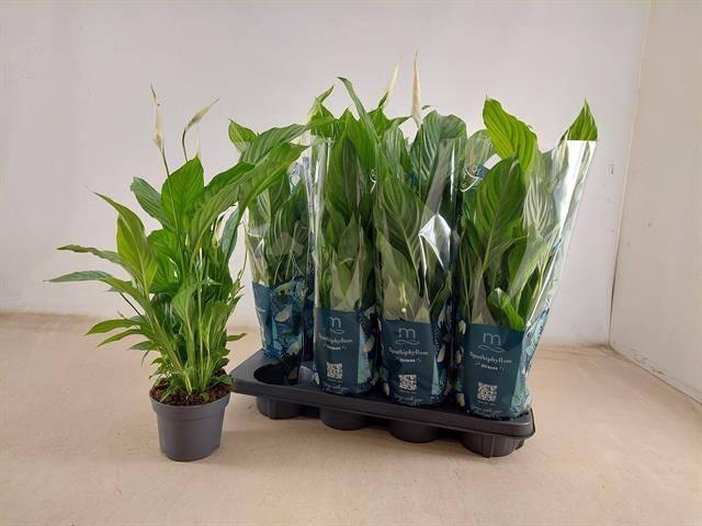 <h4>SPATH STRAUSS</h4>