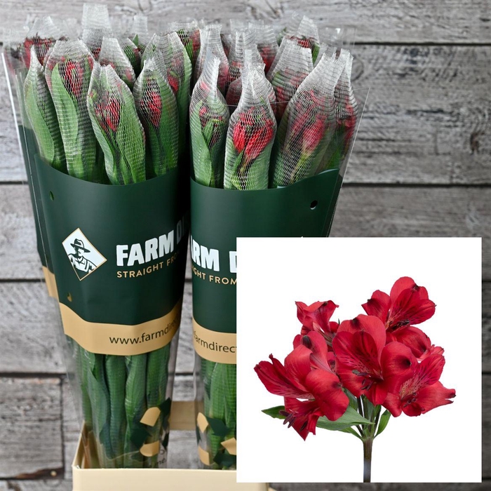 <h4>Alstro Red Romance 70gr</h4>