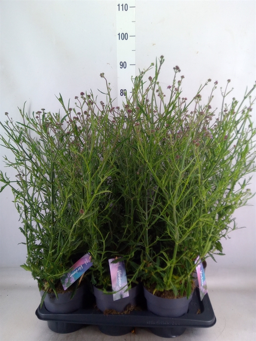<h4>Verbena bonariensis</h4>