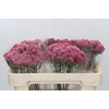 Ozothamnus Booming Pink