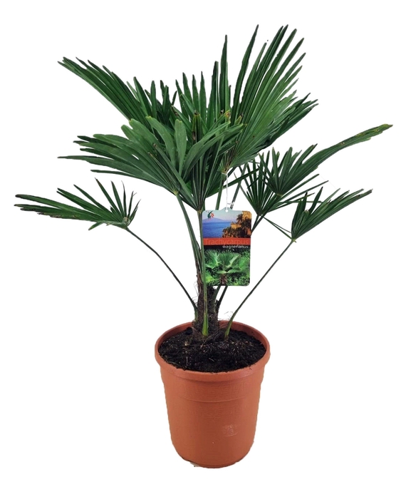 <h4>Trachycarpus wagnerianus</h4>