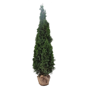 Thuja occ. Smaragd, plantmaat 180-200 cm - Rondgestoken - KLUIT