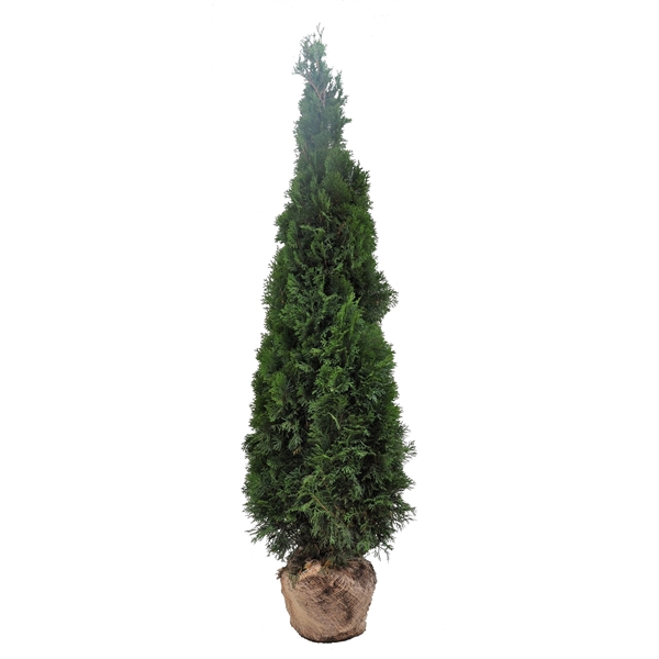 <h4>Thuja occ. Smaragd, plantmaat 180-200 cm - Rondgestoken - KLUIT</h4>