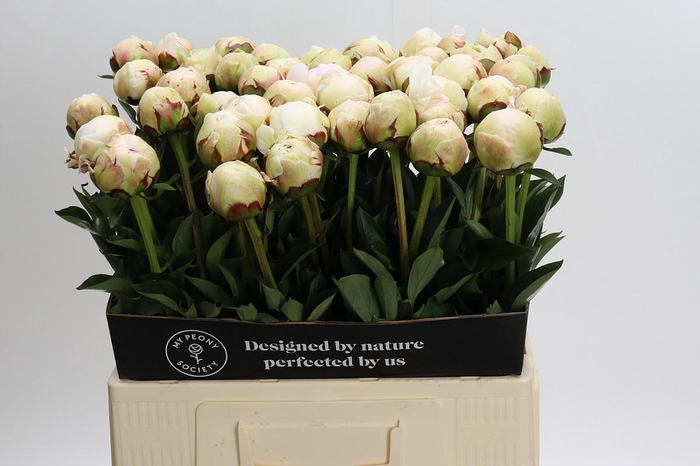 <h4>Paeonia Odile</h4>