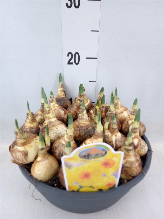 <h4>Narcissus   ...</h4>