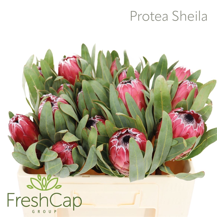 <h4>Protea Sheila</h4>