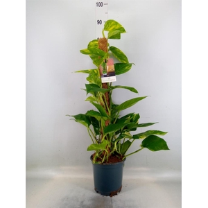 Epipremnum pinn.   ...moss stick