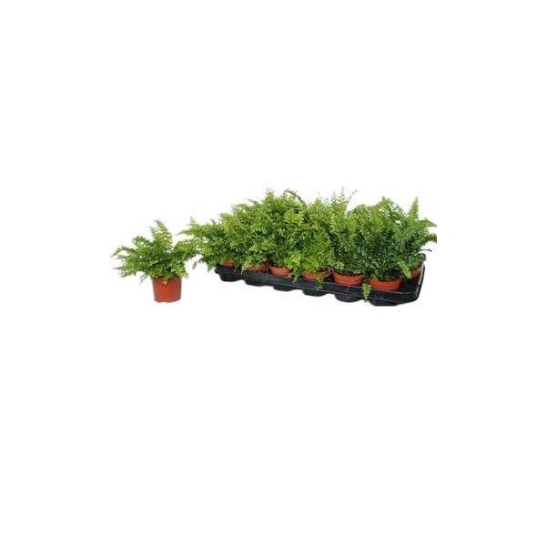 <h4>Nephrolepis Gemengd</h4>