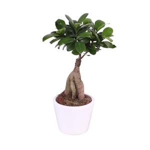 Ficus m. Ginseng ø09cm in ø11cm Karla pot White