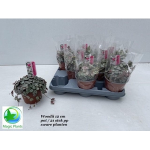 CEROPEGIA WOODII SUP