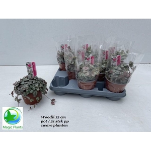 CEROPEGIA WOODII SUP