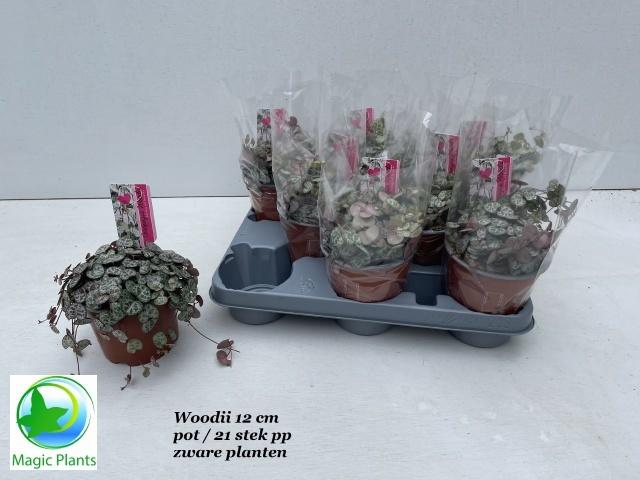 <h4>CEROPEGIA WOODII SUP</h4>