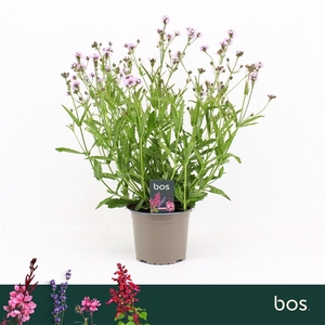 Verbena Rigida, Polaris Sky Blue