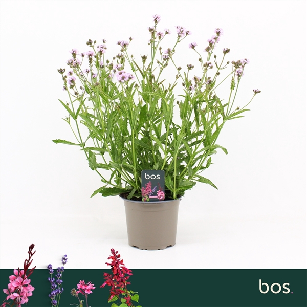 <h4>Verbena Rigida, Polaris Sky Blue</h4>