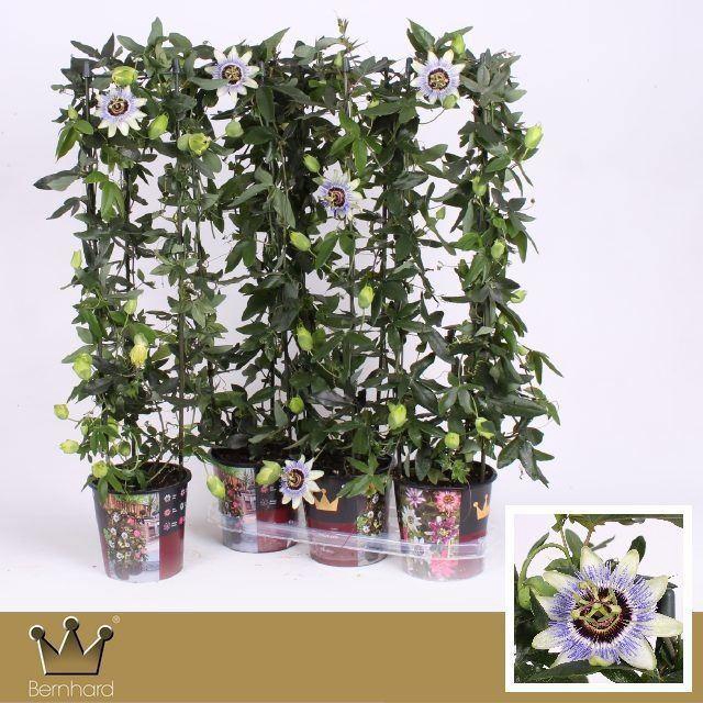 <h4>Passiflora caerulea Clear Sky</h4>