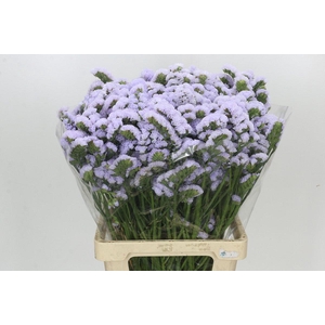 Limonium Sinuatum Crystal Pink