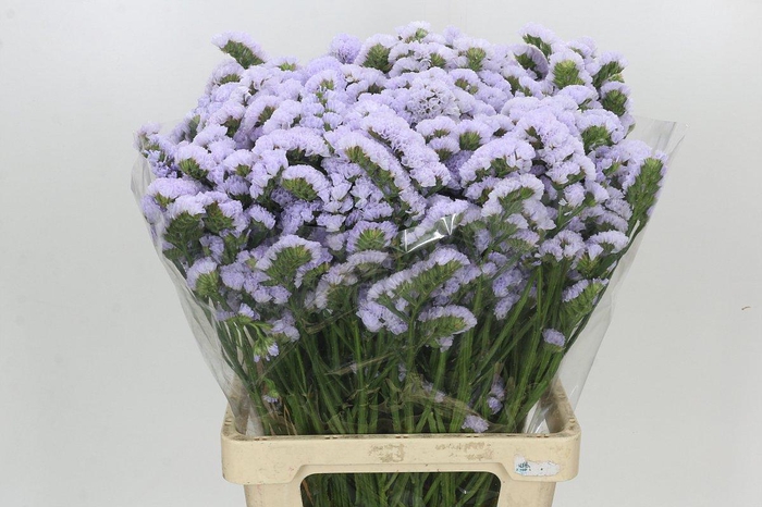 <h4>Limonium Sinuatum Crystal Pink</h4>