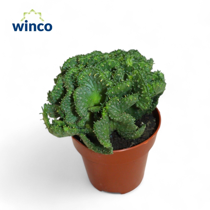 <h4>Opuntia Cylindrica Cristata</h4>