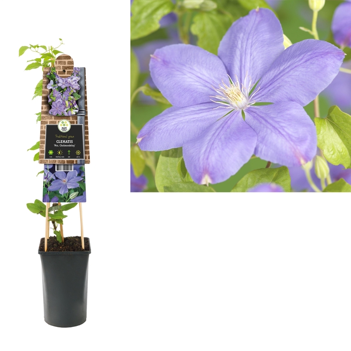 <h4>Clematis 'Mrs. Cholmondeley' +3.0 label</h4>