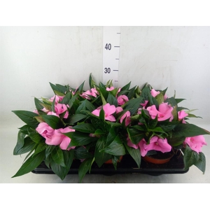 Impatiens NG 'ColPow Deep Pink'