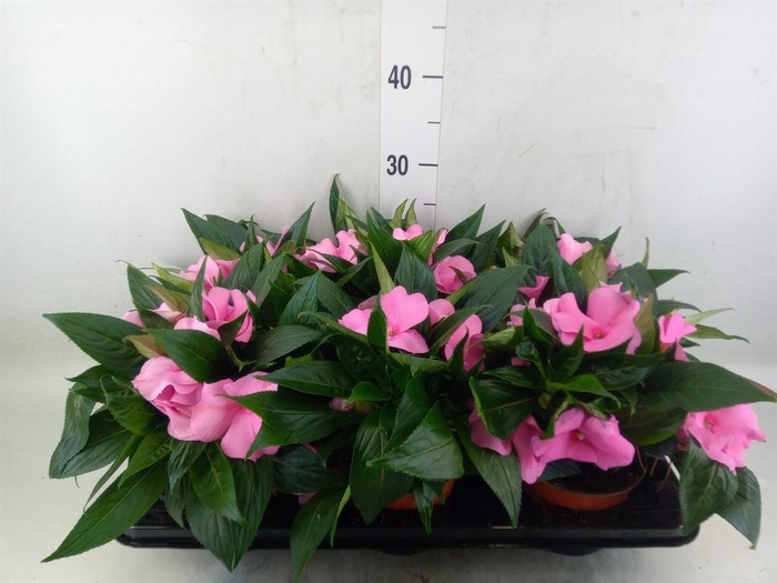 <h4>Impatiens NG 'ColPow Deep Pink'</h4>