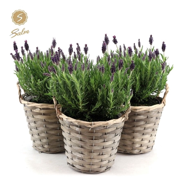 <h4>Lavandula st. 'Anouk'® Collection P15 in Basket</h4>