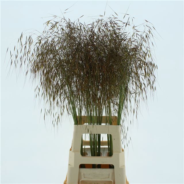 <h4>STIPA GIGANTEA</h4>