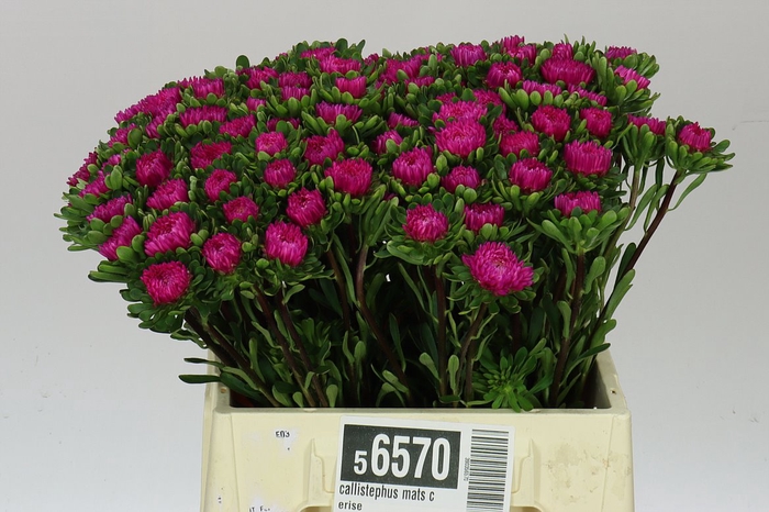 <h4>Callistephus Mats Cerise</h4>