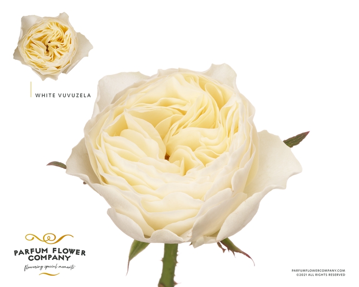 <h4>Rosa Garden Vuvuzela White</h4>