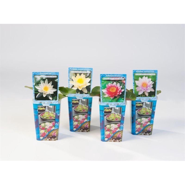 <h4>Waterlelies plastic beker</h4>