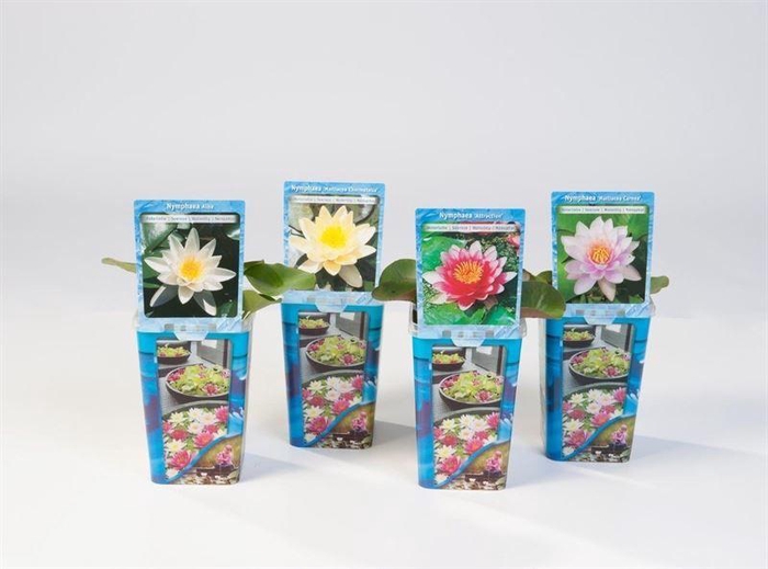 Waterlelies plastic beker