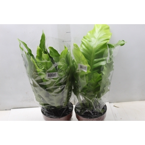 ASPLENIUM VARIADO P17