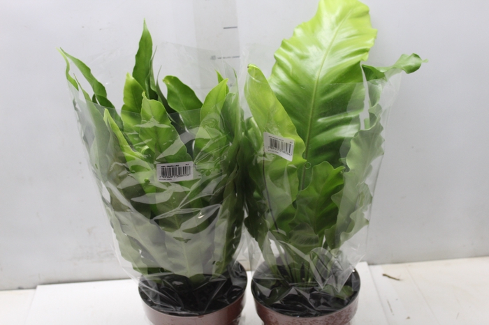<h4>ASPLENIUM VARIADO P17</h4>
