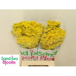 ACHIL F PARK VARIETY