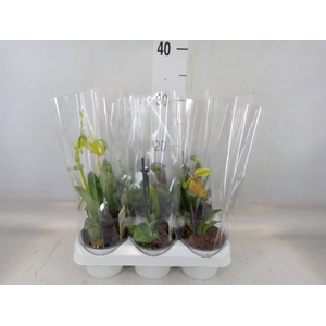 Paphiopedilum   ...