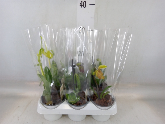 <h4>Paphiopedilum   ...</h4>