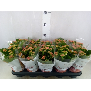 Kalanchoe blos. 'RosDon Justino'